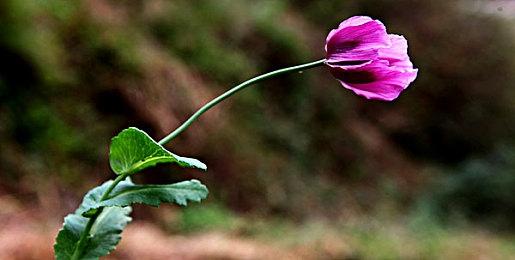 《碧蓝幻想：RELINK》上市预告 2月1日来袭